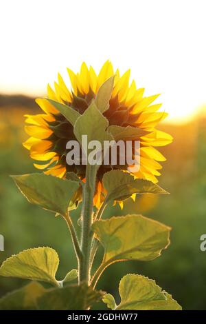 Bellissimo il girasole con confezione regalo Foto stock - Alamy