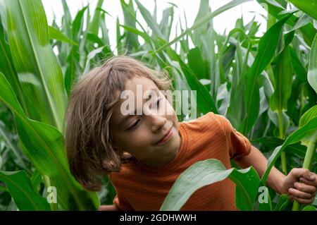 ragazzo sorridente curiosamente guardando verso le piante di mais verdi Foto Stock
