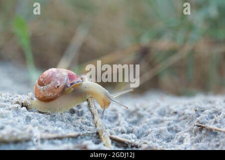 Una lumaca leggermente trasparente supera un peduncolo nella sabbia con la sua casa marrone sul retro. Foto Stock