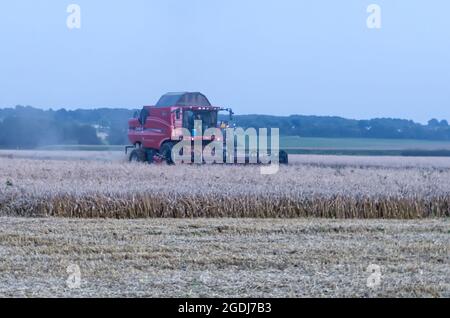 Maastricht, Paesi Bassi. 13 agosto 2021. Il sole è tramontato, ma il lavoro nei campi deve ancora essere finito. Una mietitrebbia viene utilizzata per raccogliere i campi di grano in una serata estiva asciutta, con la polvere che vola nell'aria. Anna Carpendale/Alamy Live News Foto Stock