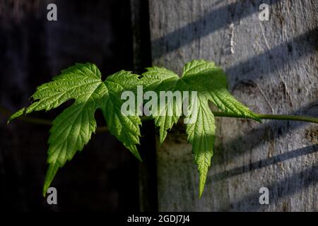 Foglie di luppolo (Humulus lupulus) Foto Stock