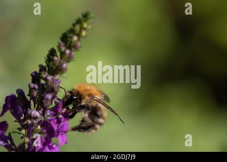 Foraggio comune del bumblebee del carder (Bombus pascuorum) Foto Stock