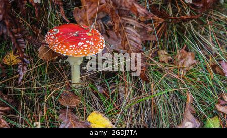 Autunno foresta. L'agarico velenoso della mosca cresce in erba bagnata. Cappello rosso con punti bianchi. Gocce di rugiada sull'erba. Foto Stock