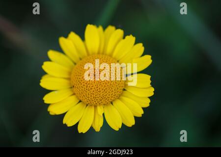 Foto ravvicinata di camomilla gialla o di marguerite d'Oro (Cota tinctoria) fiorita nel verde lussureggiante campo estivo di Vaud, Svizzera Foto Stock