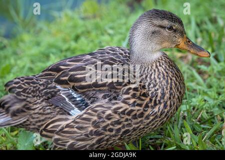 Anatra mallard femminile (Anas platyrhynchos) lungo la costa erbosa del Bird Island Park a Ponte Vedra Beach, Florida. (STATI UNITI) Foto Stock