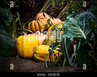 Set di zucche arancioni e gialle appena raccolte per Halloween Foto Stock