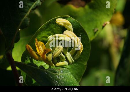 Giallo Honeysuckle 'Lonicera boccioli di fiori con insetti verdi sui petali su un morbido fuoco sfondo naturale Foto Stock