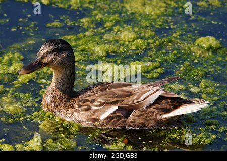 Anatra Mallard femmina che nuota nei quaranta piedi ricoperti di erba verde o alghe durante l'estate Foto Stock