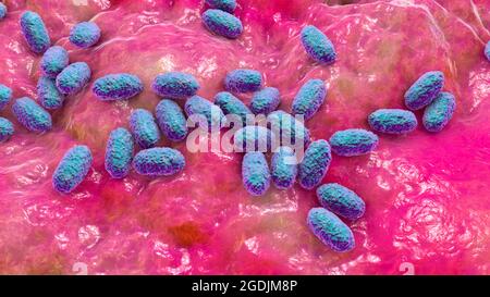 Bordetella pertussis, illustrazione Foto Stock