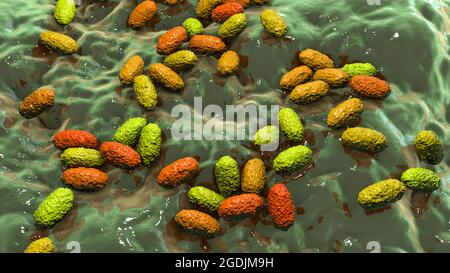 Bordetella pertussis, illustrazione Foto Stock