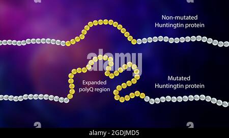 Proteine Huntingtin sane e mutanti, illustrazione Foto Stock