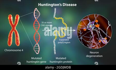 Genesi molecolare del morbo di Huntington, illustrazione 3D Foto Stock