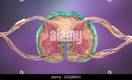 Sezione trasversale del midollo spinale, illustrazione Foto Stock