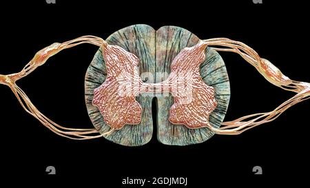 Sezione trasversale del midollo spinale, illustrazione Foto Stock