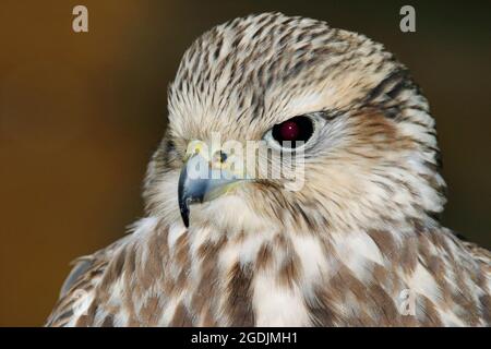 lanner Falcon (Falco biarmicus), ritratto, vista frontale Foto Stock