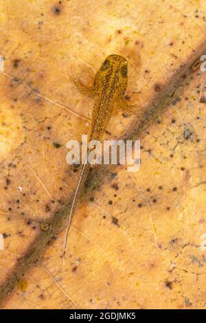 warty newt, crested newt, European crested newt (Triturus cristatus), larva poco dopo la schiusa, Germania, Baviera Foto Stock