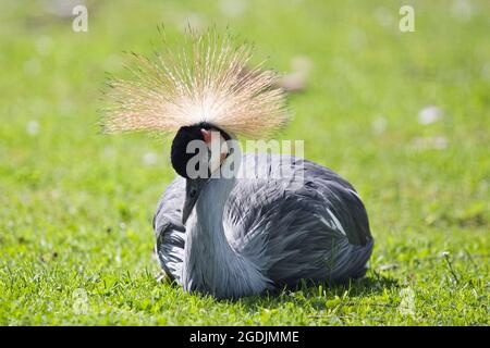 Gru coronata dell'Africa orientale, gru coronata grigia (Baleari regolorum), adagiata in un prato Foto Stock