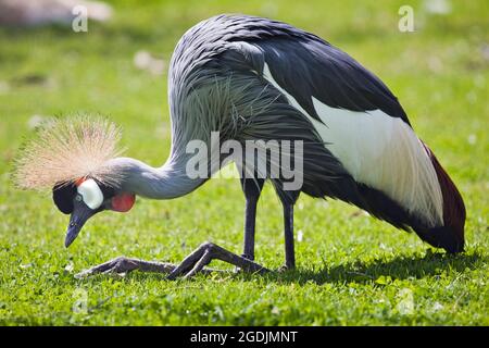 Gru coronata dell'Africa orientale, gru coronata grigia (Baleari regolorum), seduta in un prato Foto Stock