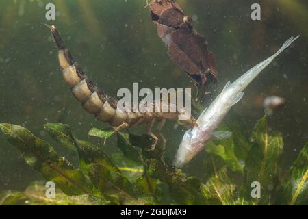 Dytiscio (Dytiscio dimidiatus), larva mangia piccoli pesci catturati, Germania Foto Stock