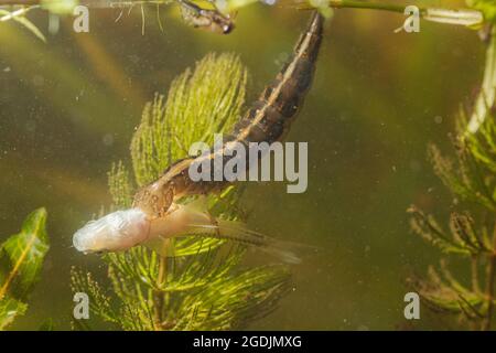 Dytiscio (Dytiscio dimidiatus), larva mangia piccoli pesci catturati, Germania Foto Stock