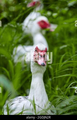 Anatra barbarica (Cairina moschata), tre anatre barbarie si trovano in un prato Foto Stock