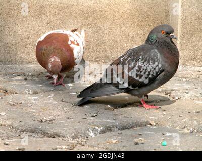 Piccione domestico, piccione feriale (Columba livia F. domestica), due piccioni su un padiglione, Austria, Vienna Foto Stock