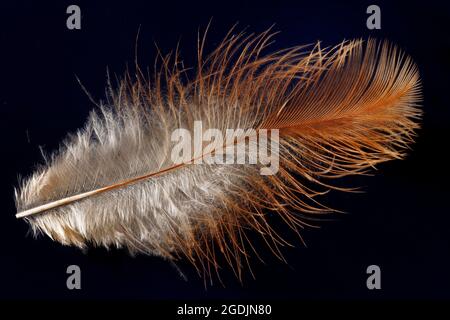 Uccelli domestici (Gallus gallus F. domestica), piuma di un gallone domestico Foto Stock