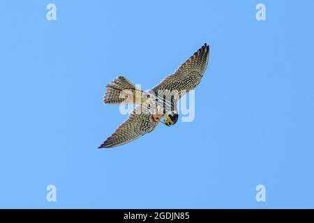 hobby settentrionale (Falco subbuteo), alimenta una libellula catturata in volo, Germania, Baviera Foto Stock