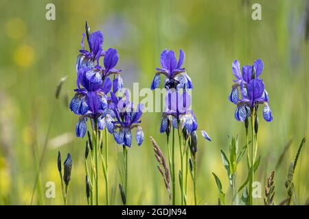 Iris siberiano, bandiera siberiana (Iris sibirica), fioritura, Germania, Baviera, Chiemseemoore Foto Stock