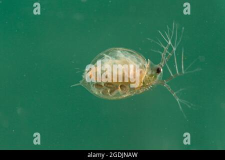 Pulci d'acqua comuni (Daphnia, cfr pulex), con larve nel marsupium, Germania Foto Stock