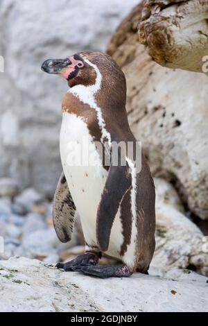 Humboldt pinguino (Sfenisco humboldti), si erge su una roccia Foto Stock