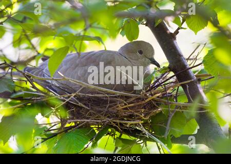 Colavale (Streptopelia decaocto), allevamento, Austria Foto Stock