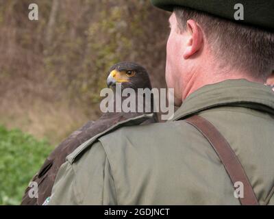 falco di harris (Parabuteo unicinctus), con falconer, Austria Foto Stock