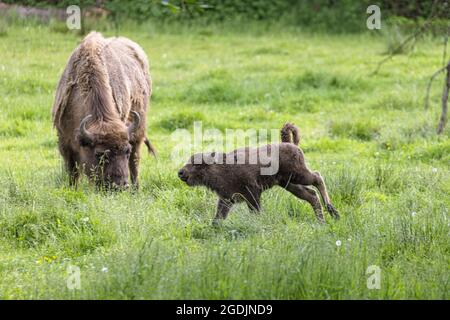 Bisonte europeo, wisent (Bison bonasus), femmina con polpaccio in un prato, Germania, Baviera Foto Stock