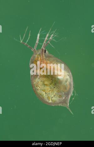 Pulci d'acqua comuni (Daphnia, cfr pulex), con larve nel marsupium, Germania Foto Stock