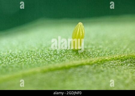Bianco piccolo, farfalla di cavolo, verme di cavolo importato (Pieris rapae, Artogeia rapae), uovo su foglia di rucola, Germania, Baviera Foto Stock