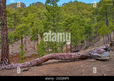 Pino canarino (Pinus canariensis), pineta dopo il fuoco, in primo piano un pino caduto dal fuoco forestale dietro di esso nuovo verde nella pineta su Foto Stock