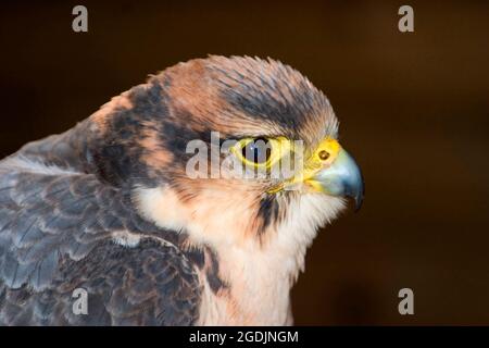 lanner Falcon (Falco biarmicus), ritratto, vista laterale Foto Stock