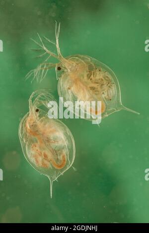 Pulci d'acqua comuni (Daphnia, cfr pulex), femmine con larve nel marsupium, Germania Foto Stock