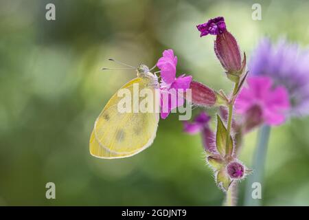 Piccolo bianco, farfalla di cavolo, verme importato (Pieris rapae, Artogeia rapae), appena schiusa piccolo bianco su campion rosso, Germania, Baviera Foto Stock