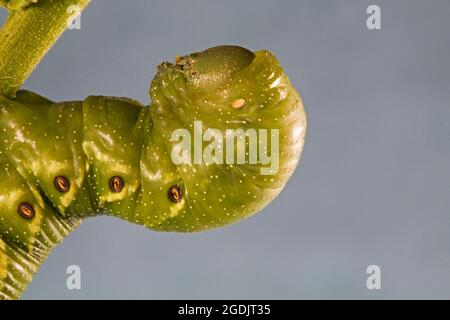 Un primo piano del bruco di una falce a cinque punti, Manduca quinquemaculata. il caterpillar è anche conosciuto come un hornworm di pomodoro. Foto Stock