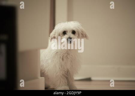 Abbandonato triste cane maltese. Protezione degli animali. Foto Stock