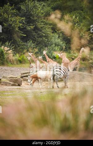 Giraffe, zebre e addax si ermano insieme nello zoo in una calda giornata estiva Foto Stock