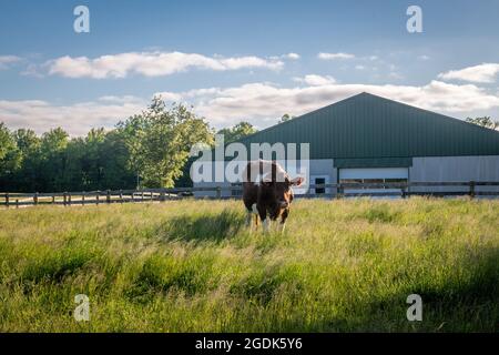 Mucca si trova nel campo di fronte al fienile. Foto Stock