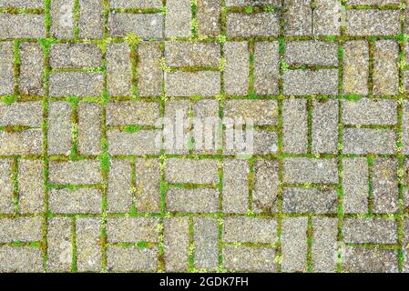 Muschio verde brillante e erba fine che cresce in motivi geometrici tra lastre di pietra Foto Stock