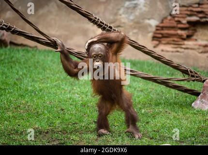 Malaga, Spagna. 14 agosto 2021. Un bambino orangutano borneano è visto nella sua recinzione all'interno delle strutture di Bioparco Fuengirola. Un neonato orangutano borneano è nato a Bioparc Fuengirola il 4 agosto, essendo l'unico neonato orangutano borneano nato in Europa negli ultimi 12 mesi, nell'ambito del programma europeo di conservazione della specie. Credit: SOPA Images Limited/Alamy Live News Foto Stock