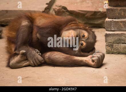 Malaga, Spagna. 14 agosto 2021. Un bambino orangutano borneano è visto riposarsi al suo recinto all'interno delle strutture di Bioparco Fuengirola. Un neonato orangutano borneano è nato a Bioparc Fuengirola il 4 agosto, essendo l'unico neonato orangutano borneano nato in Europa negli ultimi 12 mesi, nell'ambito del programma europeo di conservazione della specie. Credit: SOPA Images Limited/Alamy Live News Foto Stock