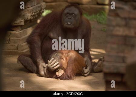 Malaga, Spagna. 14 agosto 2021. Un orangutano borneano chiamato Muka (C) si trova con il suo bambino al loro recinto all'interno delle strutture di Bioparc Fuengirola. Un neonato orangutano borneano è nato a Bioparc Fuengirola il 4 agosto, essendo l'unico neonato orangutano borneano nato in Europa negli ultimi 12 mesi, nell'ambito del programma europeo di conservazione della specie. Credit: SOPA Images Limited/Alamy Live News Foto Stock