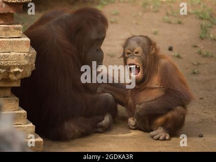 Malaga, Spagna. 14 agosto 2021. Un orangutano borneano chiamato Muka (L) si trova con il suo bambino al loro recinto all'interno delle strutture di Bioparc Fuengirola. Un neonato orangutano borneano è nato a Bioparc Fuengirola il 4 agosto, essendo l'unico neonato orangutano borneano nato in Europa negli ultimi 12 mesi, nell'ambito del programma europeo di conservazione della specie. (Foto di Jesus Merida/SOPA Images/Sipa USA) Credit: Sipa USA/Alamy Live News Foto Stock