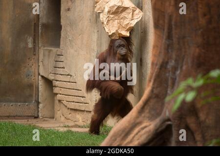 Malaga, Spagna. 14 agosto 2021. Un orangutano borneano chiamato Suli (C) tiene il suo neonato al loro recinto presso le strutture di Bioparc Fuengirola. Un neonato orangutano borneano è nato a Bioparc Fuengirola il 4 agosto, essendo l'unico neonato orangutano borneano nato in Europa negli ultimi 12 mesi, nell'ambito del programma europeo di conservazione della specie. (Foto di Jesus Merida/SOPA Images/Sipa USA) Credit: Sipa USA/Alamy Live News Foto Stock